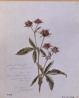 Marsh Cinquefoil, malt i Brentwood av William James Linton