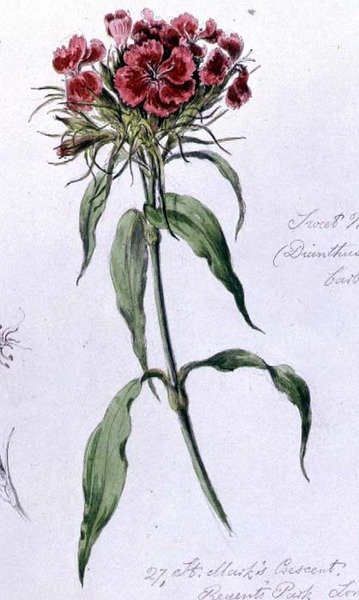 Sweet William, malt i Regents Park, 7. juni 1868 (akvarell på papir) av William James Linton