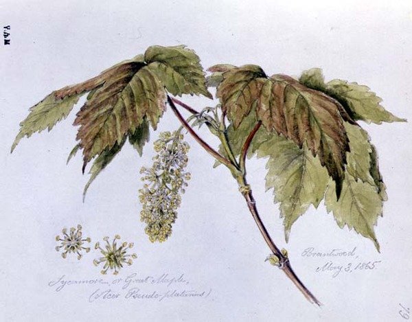 Sycamore, eller Great Maple, malt i Brantwood, 3. mai 1865 (akvarell på papir) av William James Linton