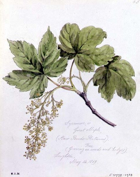 Sycamore, eller Great Maple, malt i Loughton av William James Linton