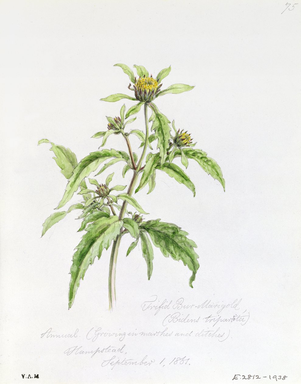 Trifid Burr-Marigold, malt i Hampstead, 1. september 1861 av William James Linton