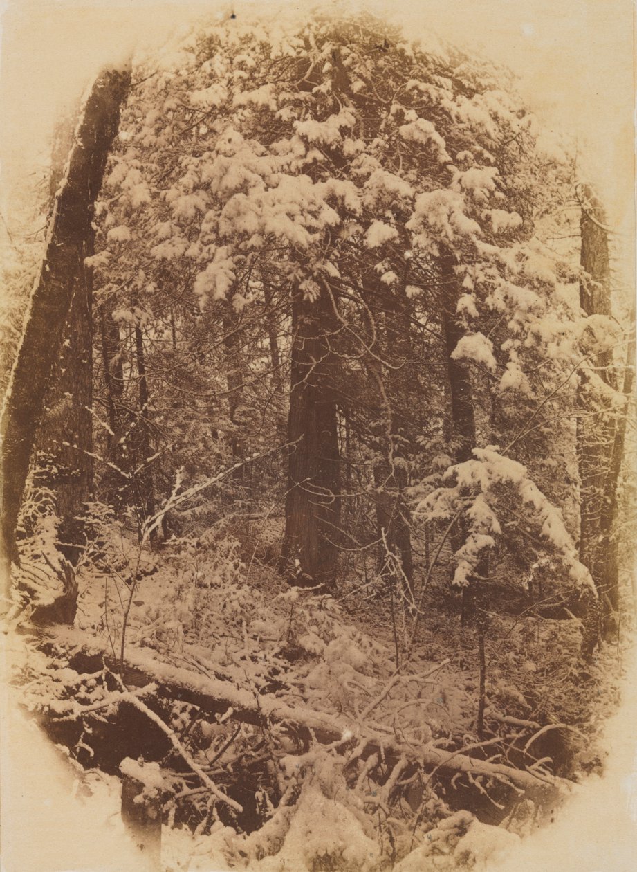 Uten tittel Woods in Snow, 1859. av William James Stillman