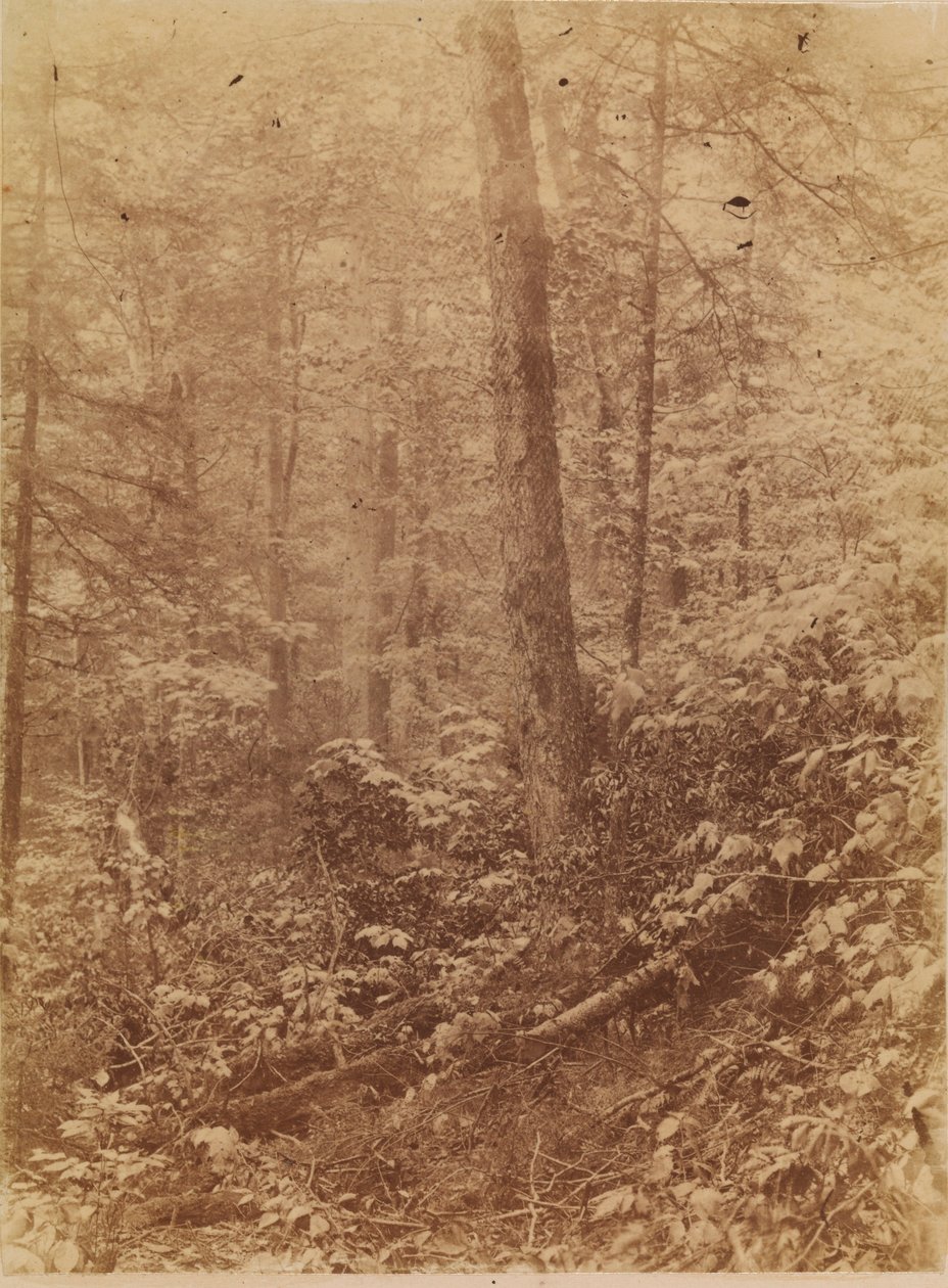  av William James Stillman