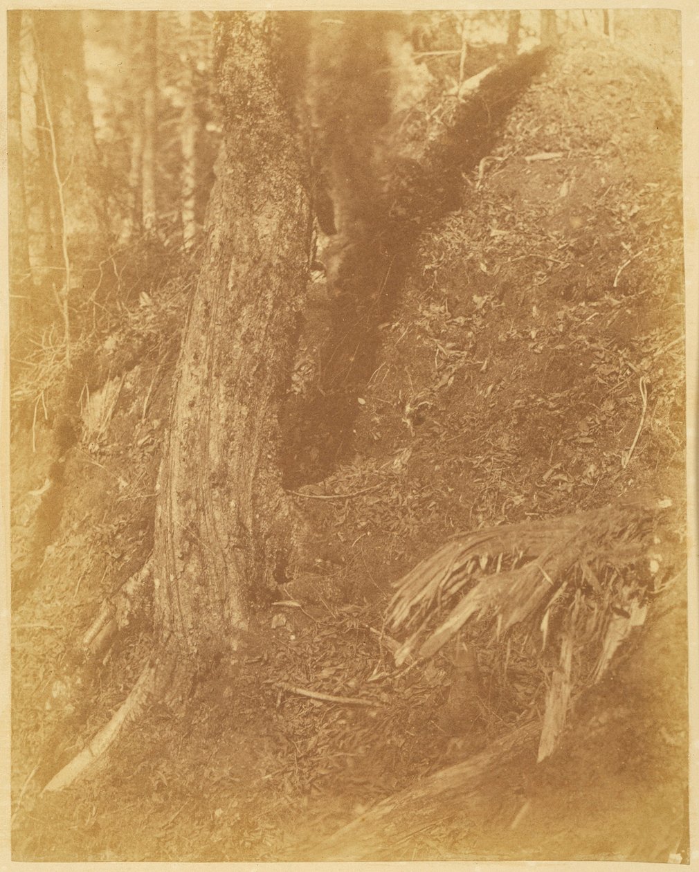  av William James Stillman