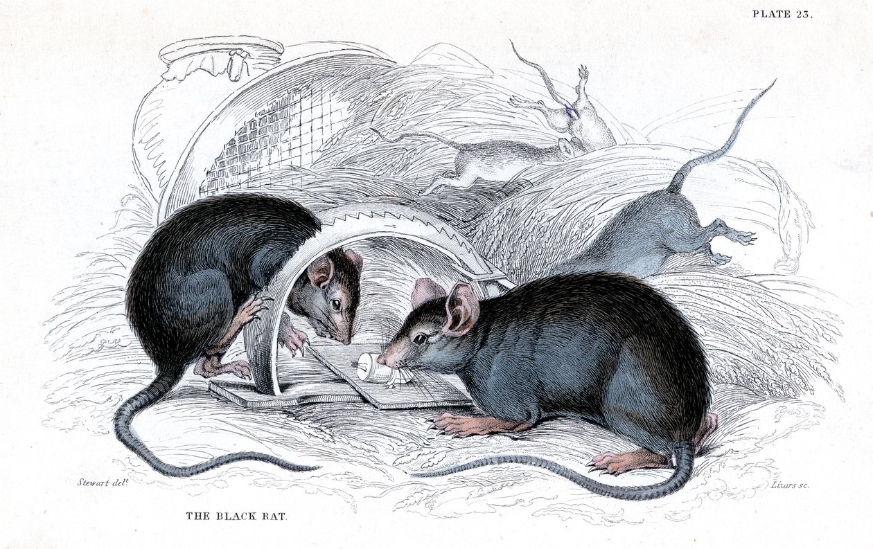 Gravering av svart rotte fanget i felle, 1838 av William Jardine