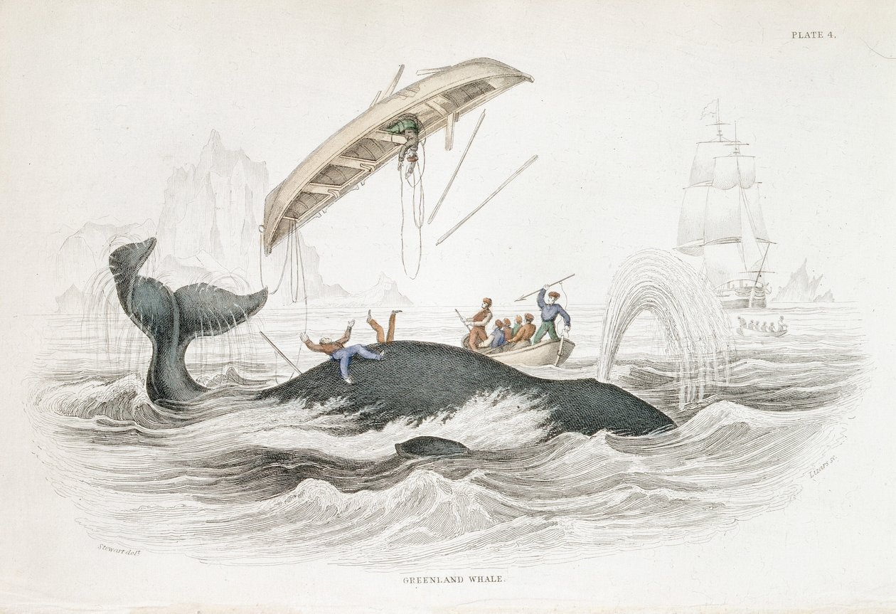 Harpunering av en Grønlandshval som har kastet en av de angripende båtene. Fra William Jardine The Naturalist