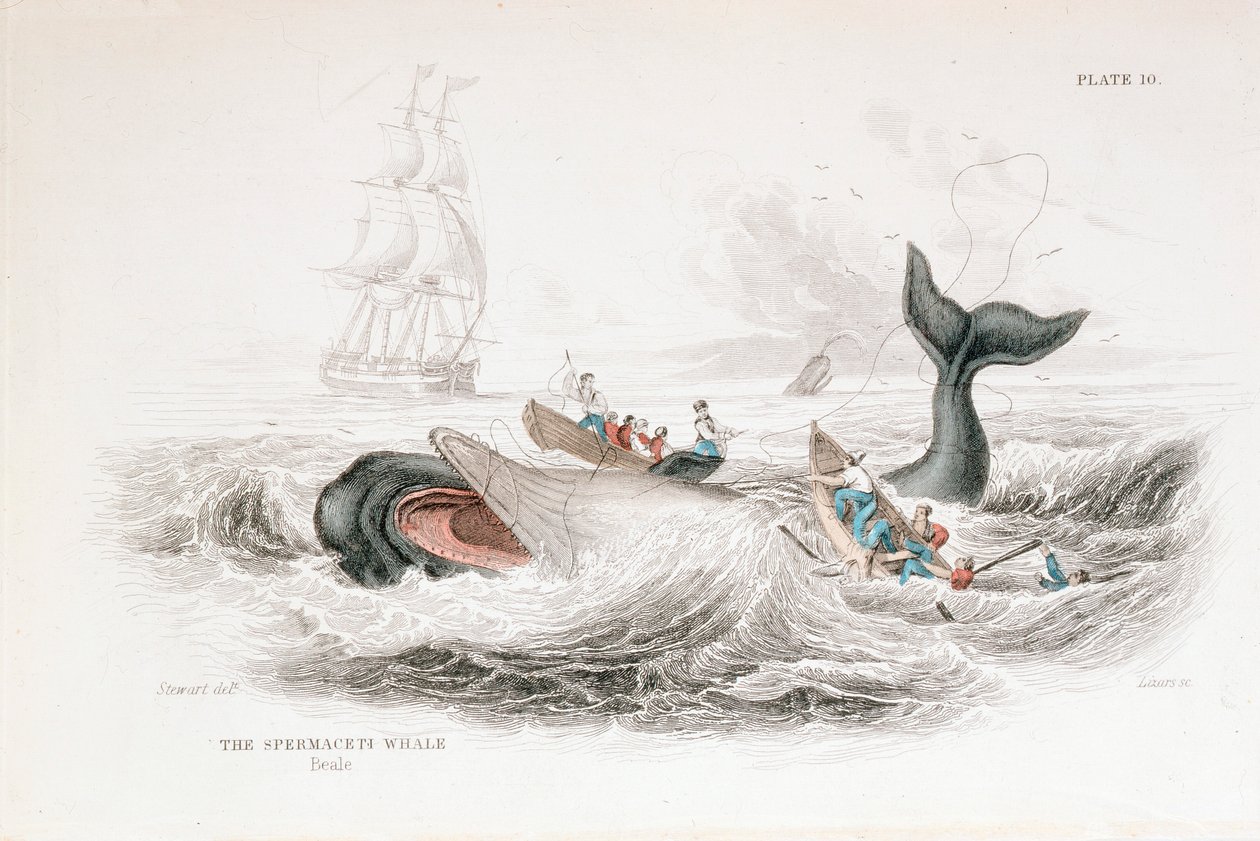 Harpuner en spermhval, 1837 av William Jardine