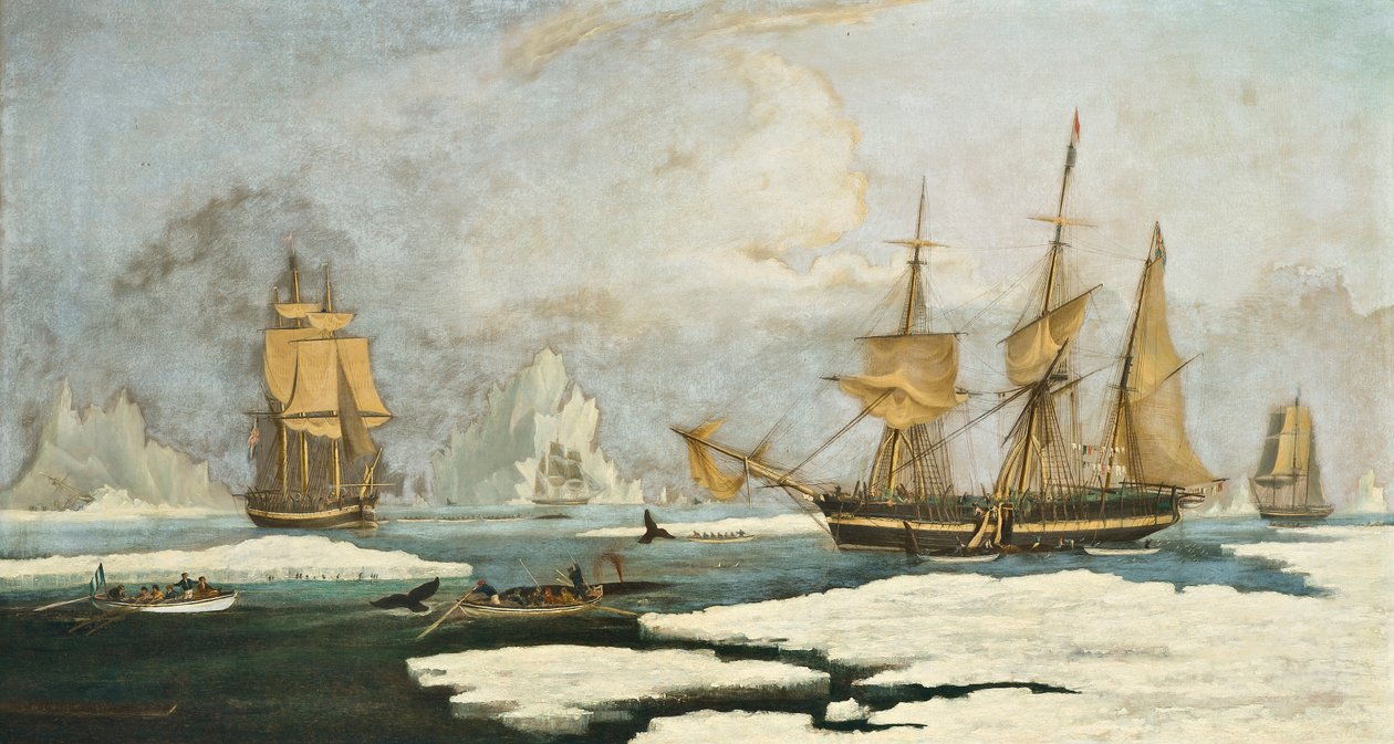 The Northern Whale Fishery: Skipet Harmony of Hull og andre isbundne hvalfangere, jakter på sel, narhval og hval på hvalfangerfeltet i Davisstredet utenfor Grønland av William John Huggins