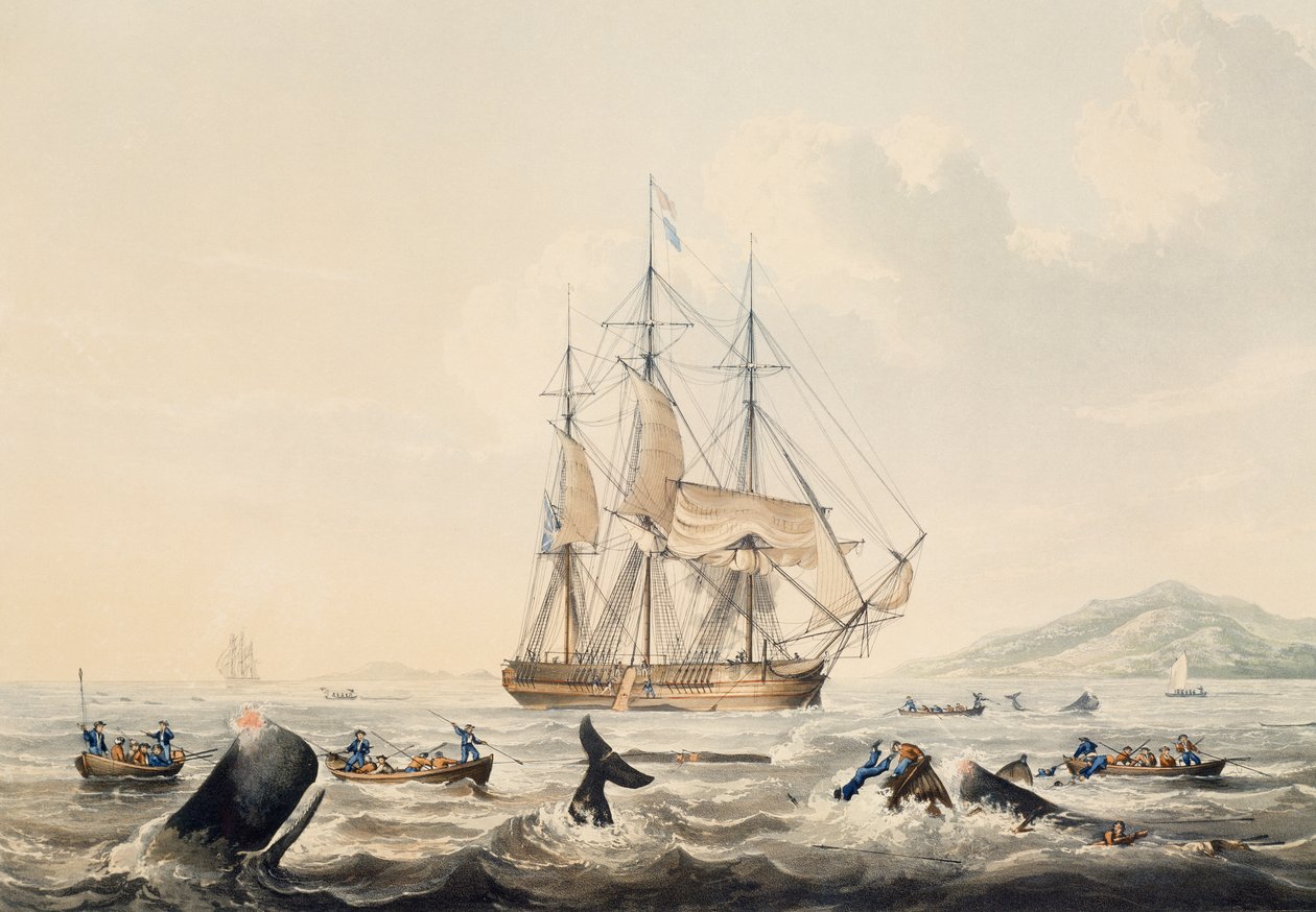 Whaling in South Seas, gravering av William John Huggins (1781-1845), 44x57 cm av William John Huggins