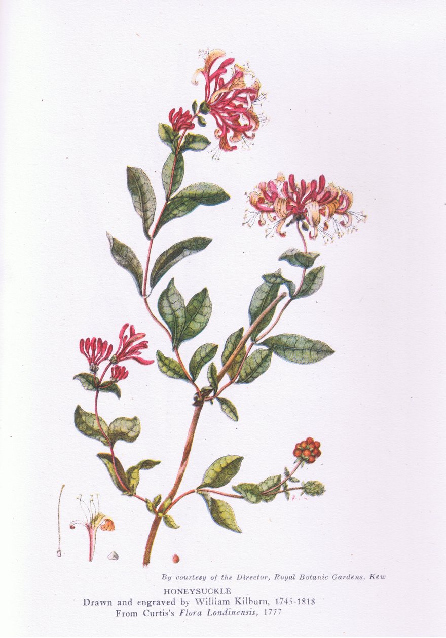 Honeysuckle, Nature in Britain utgitt av Collins, 1946 av William Kilburn