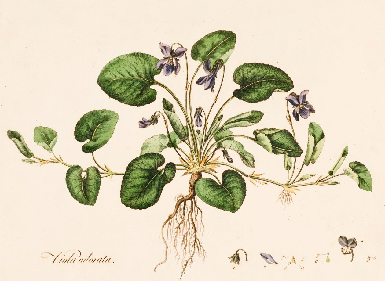 Søt fiolett, c1770-1790. av William Kilburn