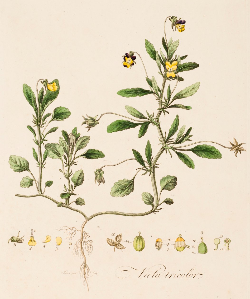Bratsj tricolor, vill stemorsblomst, c1770-1790. av William Kilburn