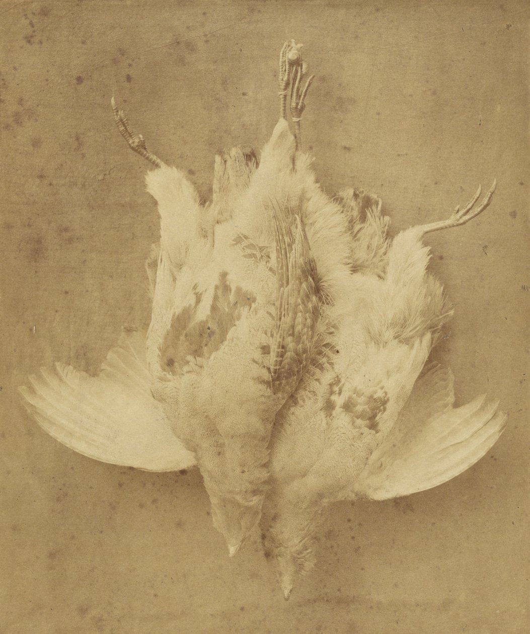  av William Lake Price