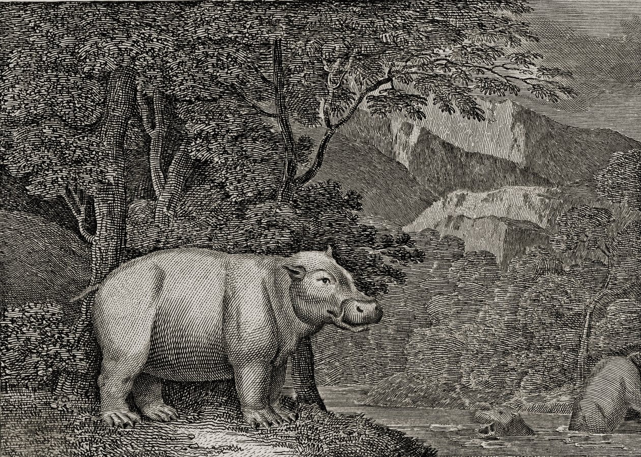 Hippopotamus of Cape of Good Hope, publisert i 