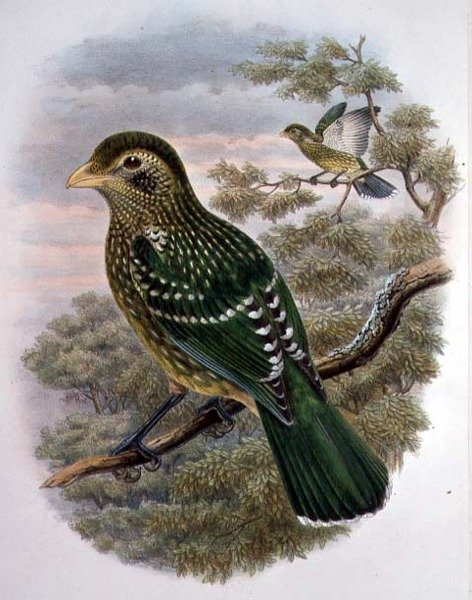 Ailuroedus Crassirostris, grønn kattefugl (farge litho) av William Matthew Hart