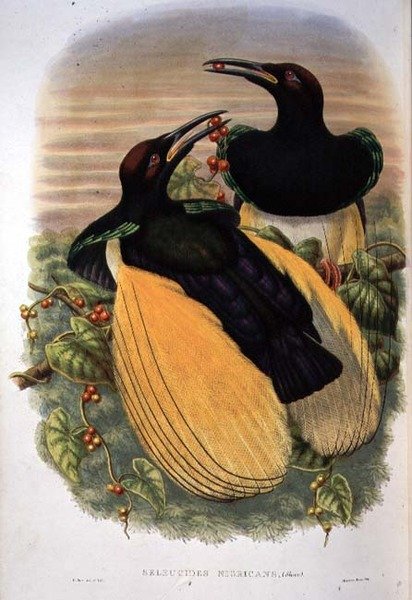 Bird of Paradise: Tolvtrådet, Seleucidis Melanoleuca (farge litho) av William Matthew Hart