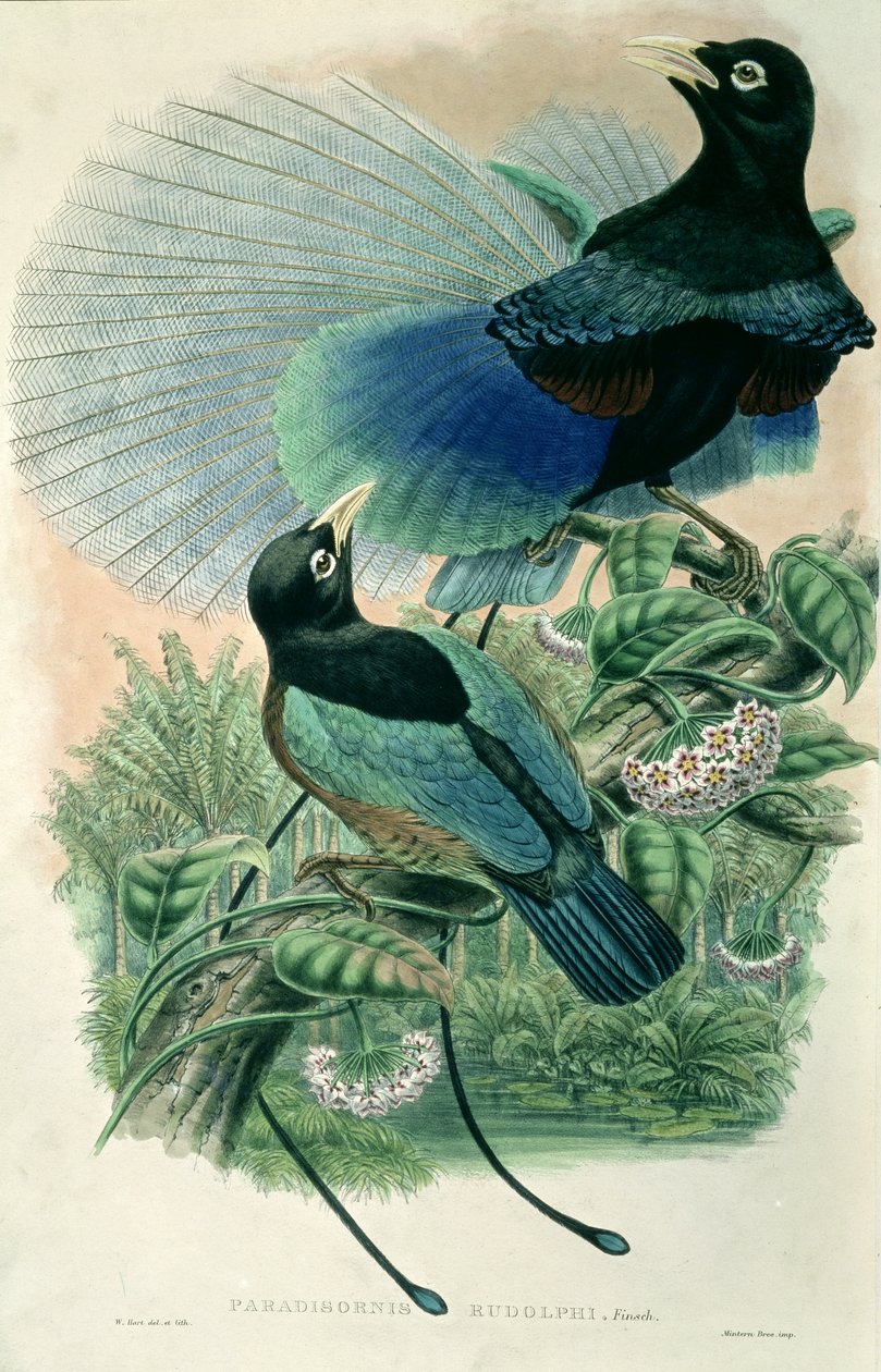 Blue Bird of Paradise (farge litho) av William Matthew Hart