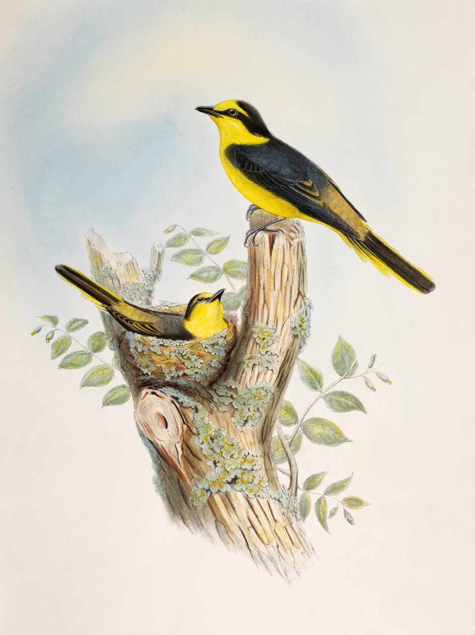 Brunrumpet Minivet (Pericrocotus cantonensis), litografi fra Birds of Asia av William Matthew Hart