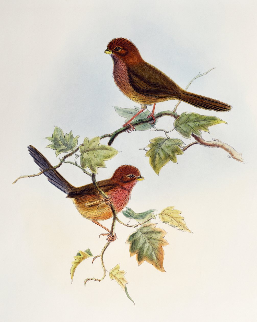 Brunvinget papegøyegal (Paradoxornis brunneus), litografi fra Birds of Asia av William Matthew Hart