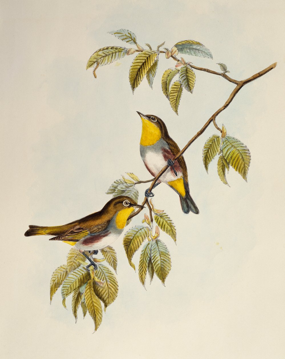 Kastanjeflankert hvitøye (Zosterops erythropleurus), litografi fra Birds of Asia av William Matthew Hart