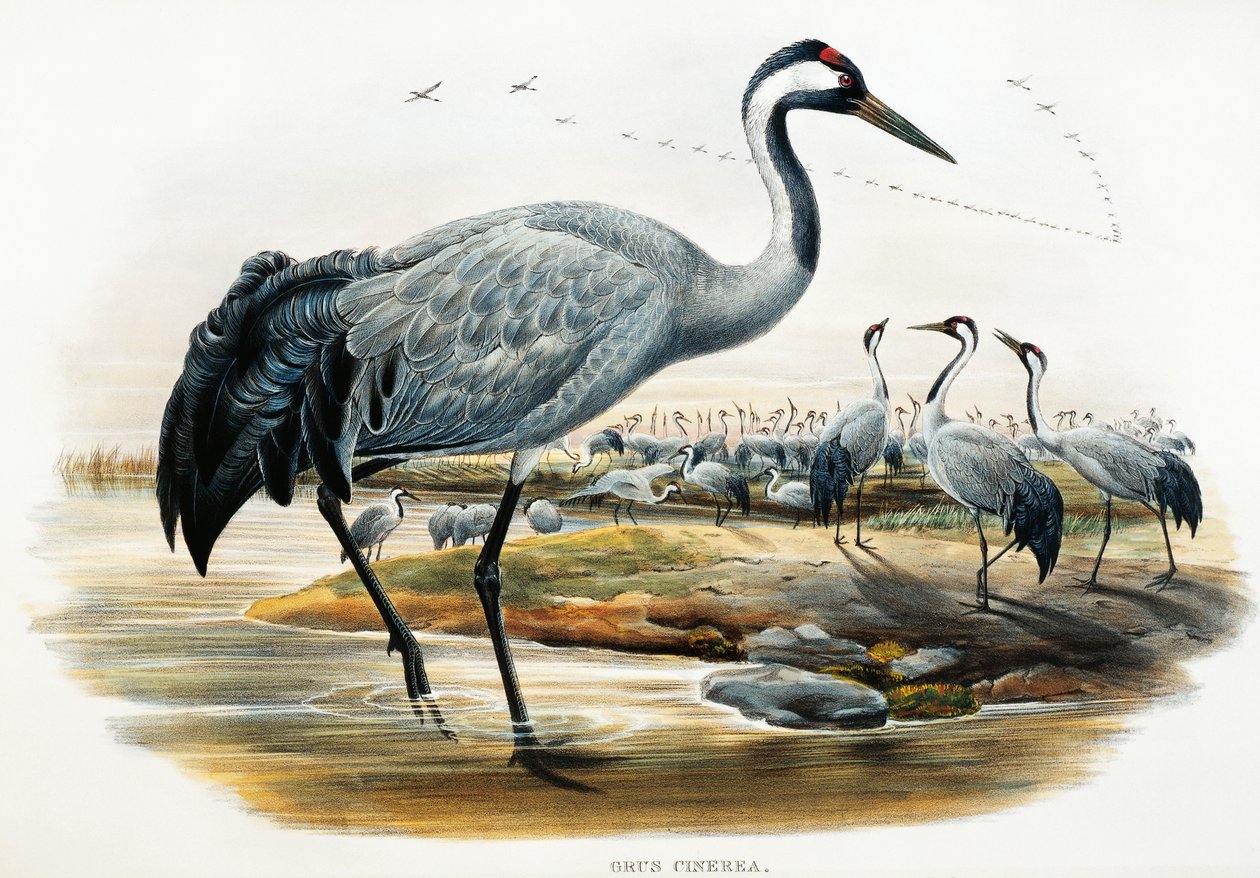 Vanlig trane (Grus cinerea), litografi fra Birds of Great Britain av William Matthew Hart