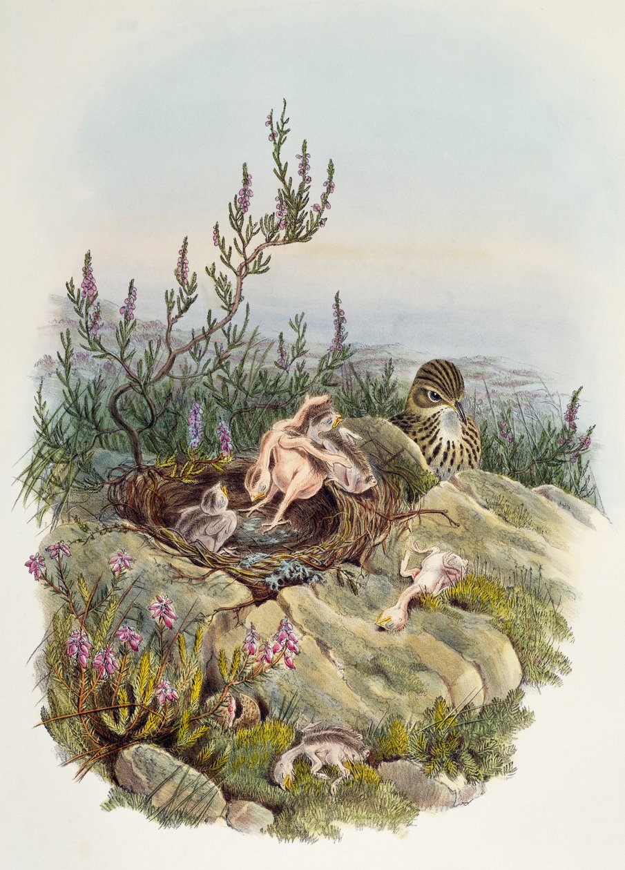 Common Cuckoo, av John Gould (1804-1881), litografi av William Matthew Hart (1830-1908), Storbritannia av William Matthew Hart