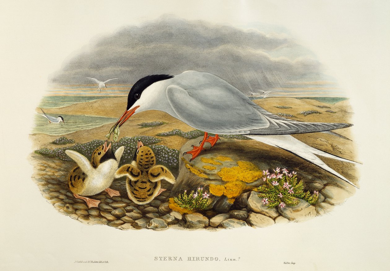 Terne (Sterna hirundo), litografi fra Birds of Great Britain av William Matthew Hart