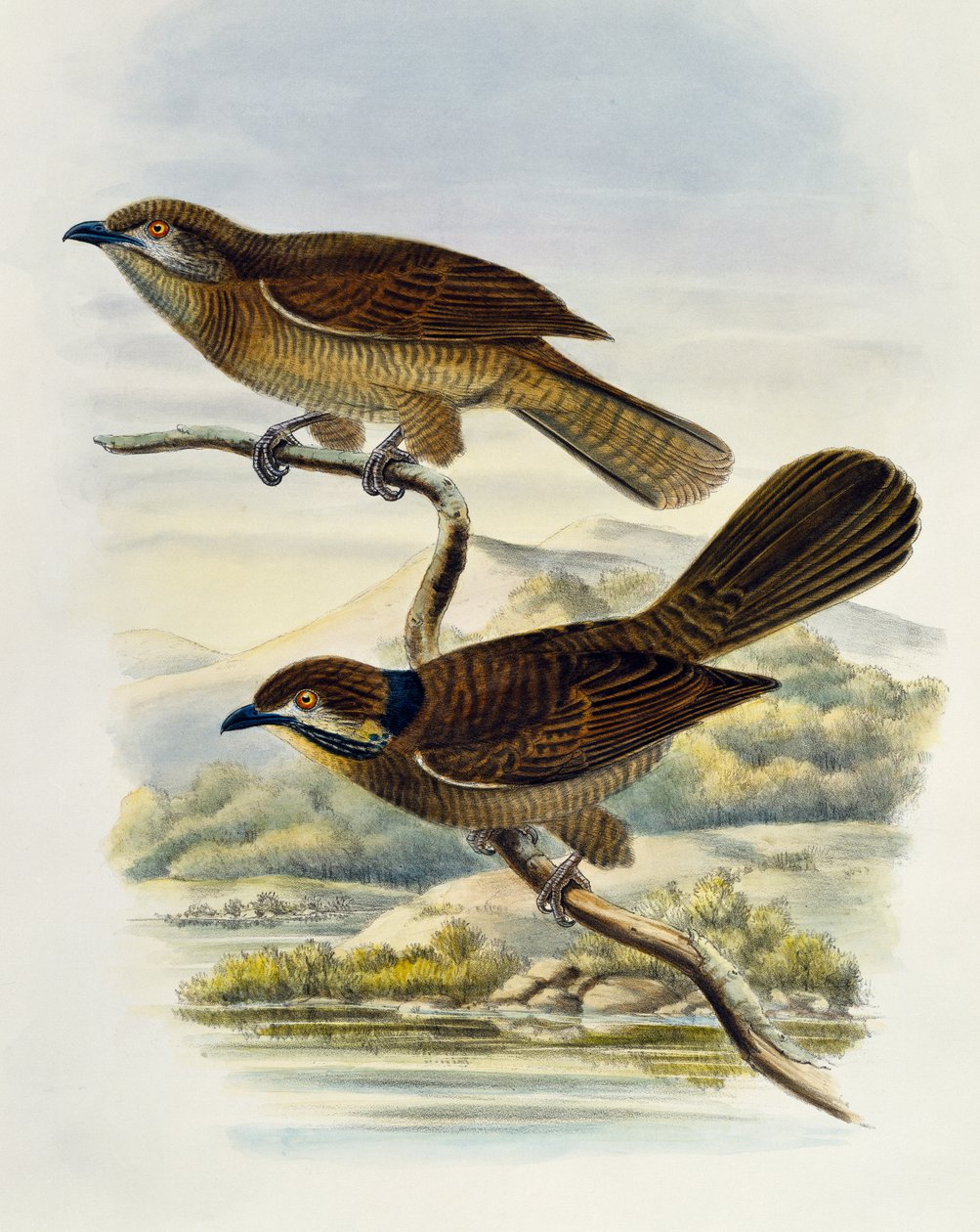 Dvergkoel (Microdynamis parva), gravering av William Matthew Hart (1830-1908), Storbritannia av William Matthew Hart
