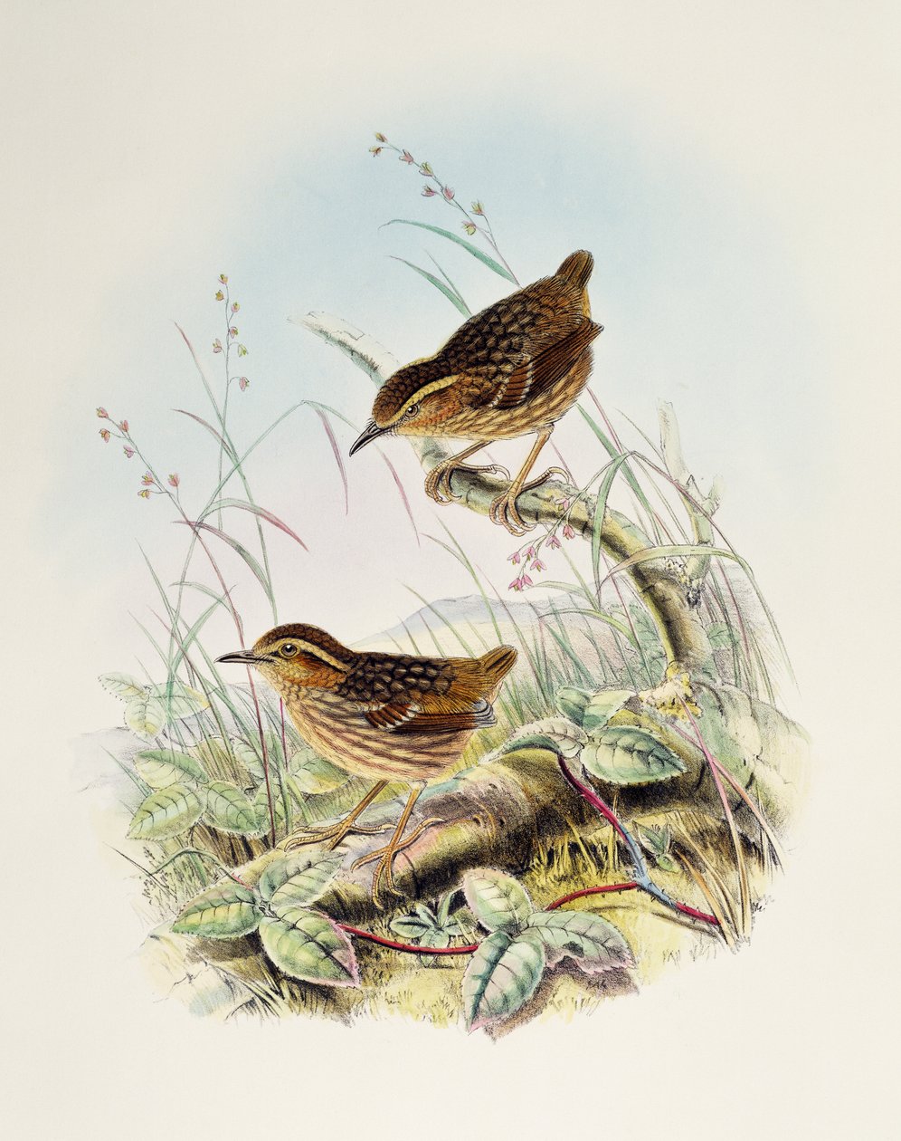 Eyebrow Wren-Babbler (Napothera epilepidota), litografi fra Birds of Great Britain av William Matthew Hart