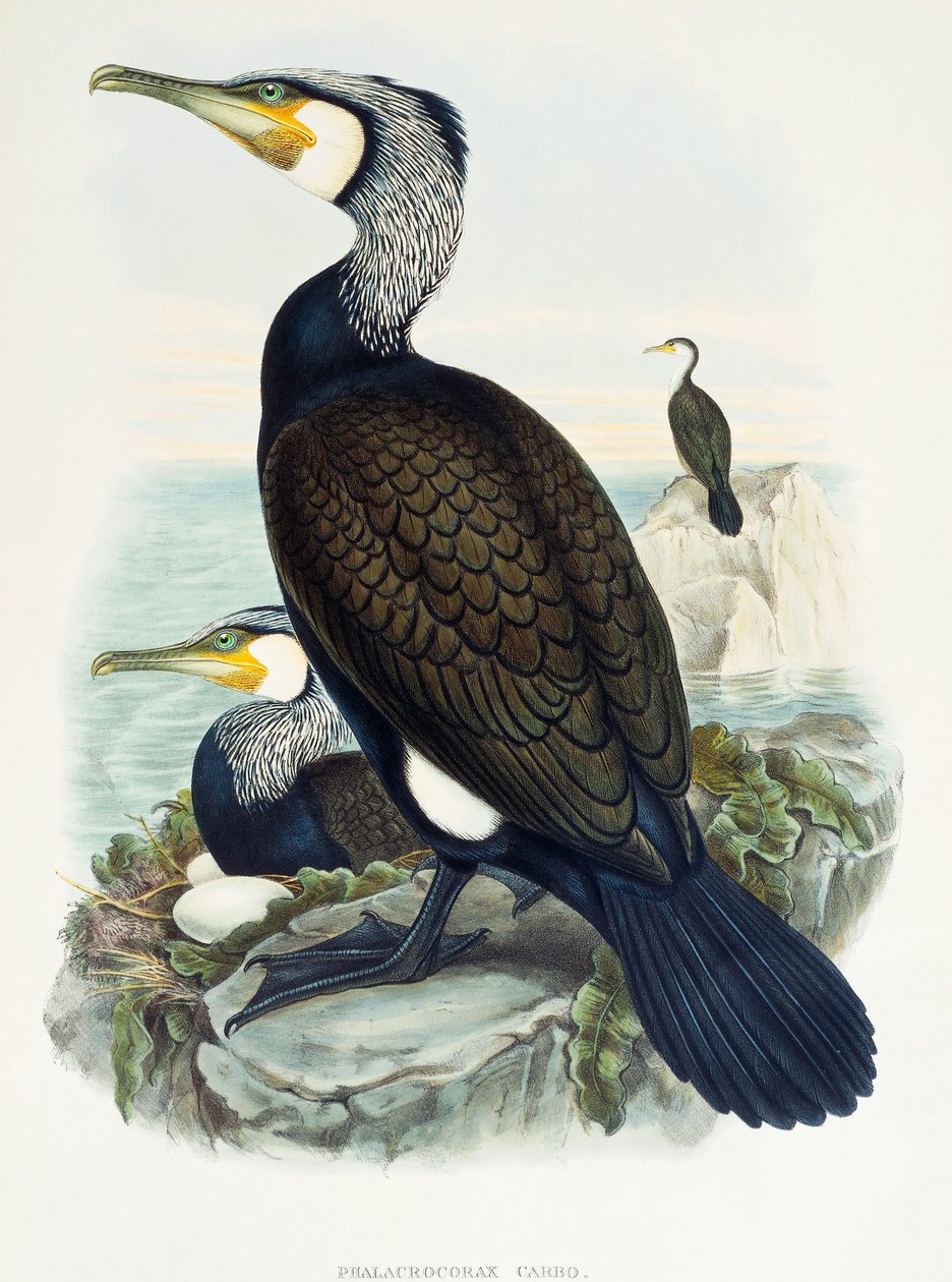 Storskarv (Phalacrocorax carbo), litografi fra Birds of Great Britain av William Matthew Hart