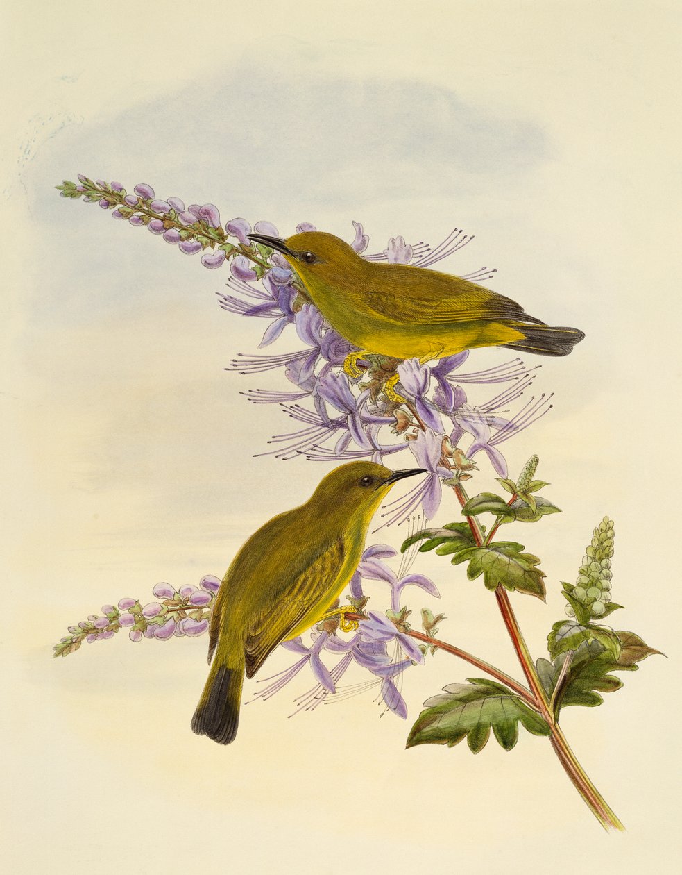 Gråstrupet hvitøye (Zosterops rendovae), gravering av William Matthew Hart (1830-1908), Storbritannia av William Matthew Hart