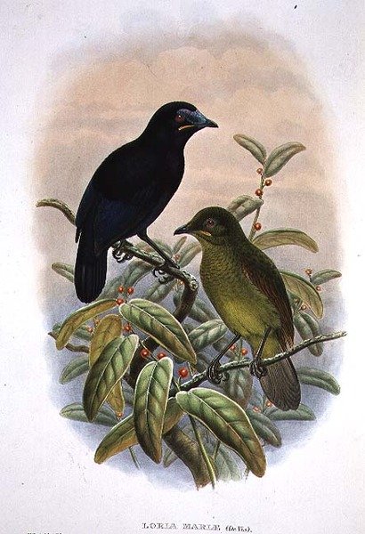 Loria Loriae, Lorias paradisfugl (farge litho) av William Matthew Hart