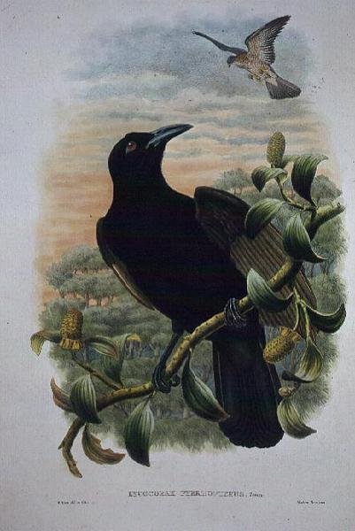 Lucocorax Pyrrhopterus, paradis eller silkekråke (litho) av William Matthew Hart