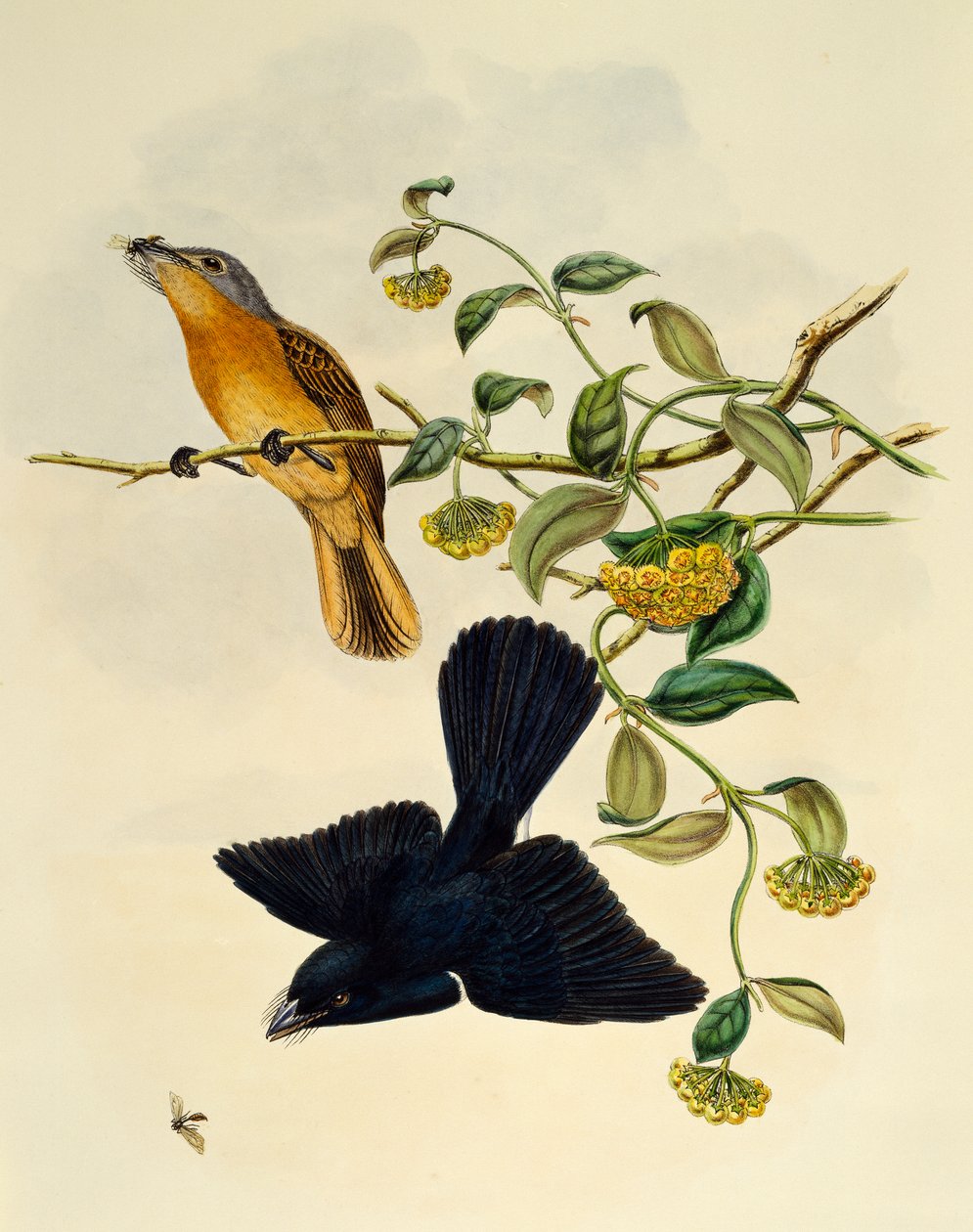 Okerhodet fluesnapper (Myiagra cervinicauda), gravering av William Matthew Hart (1830-1908), Storbritannia av William Matthew Hart