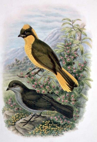 Prinodura Newtoniana, Golden Bowerbird (farge litho) av William Matthew Hart