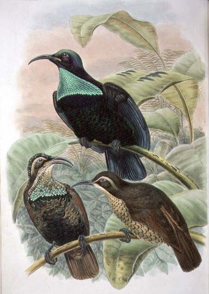 Ptiloris Paradiseus, Rifle Bird of Paradise (farge litho) av William Matthew Hart