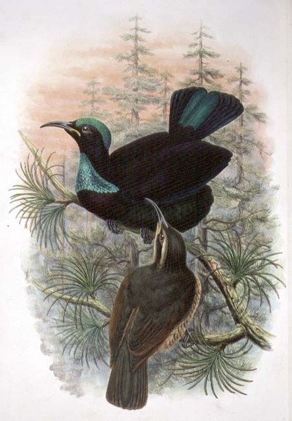 Ptiloris Victoriae, Victoria Rifle Bird of Paradise (farge litho) av William Matthew Hart