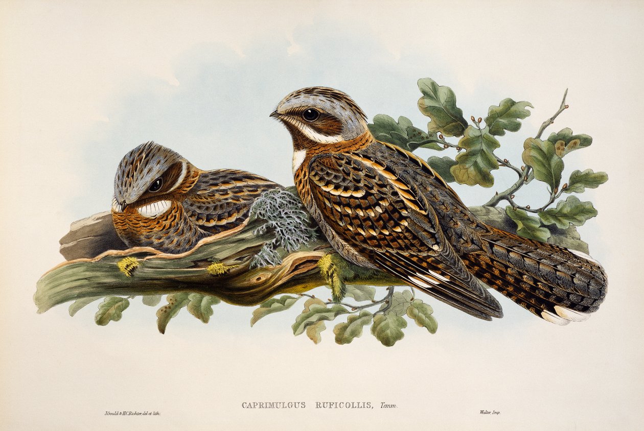 Rødhalset nattsvine (Caprimulgus ruficollis), litografi fra Birds of Great Britain av William Matthew Hart