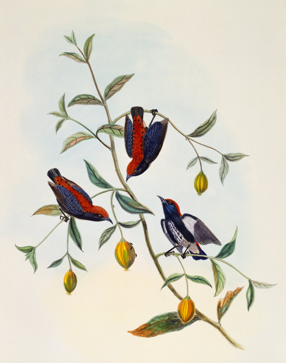 Scarlet-backed Flowerpecker (Dicaeum cruentatum), gravering av William Matthew Hart (1830-1908), Storbritannia av William Matthew Hart