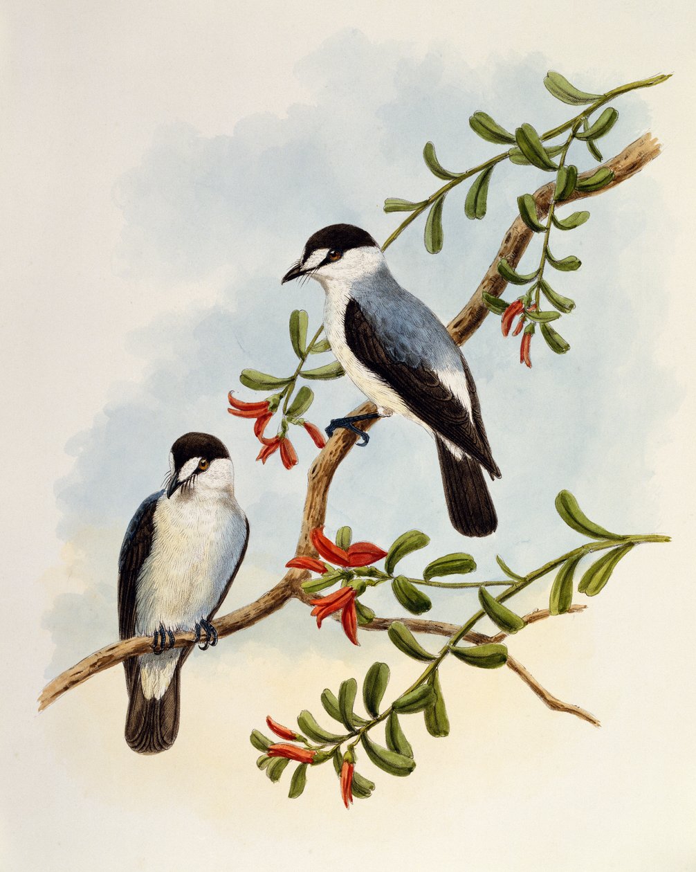 Torrent Robin (Monachella muelleriana), gravering av William Matthew Hart (1830-1908), Storbritannia av William Matthew Hart