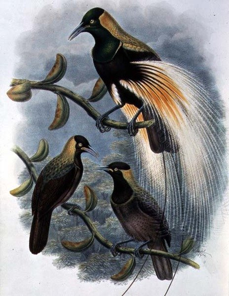 Trichoparadisea Gulielmi (farge litho) av William Matthew Hart