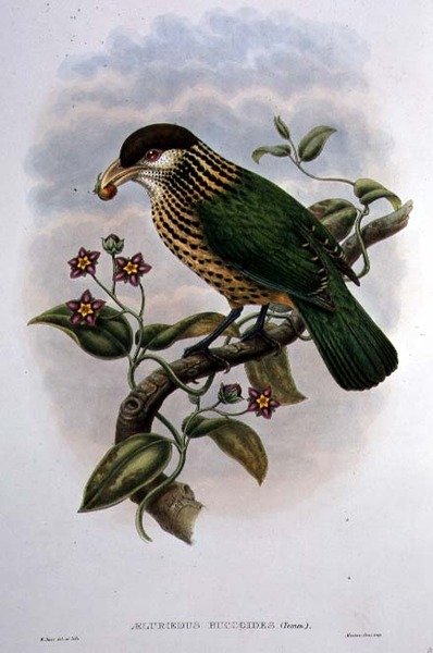 White Eared Catbird - Ailuroedus Buccoides (farge litho) av William Matthew Hart