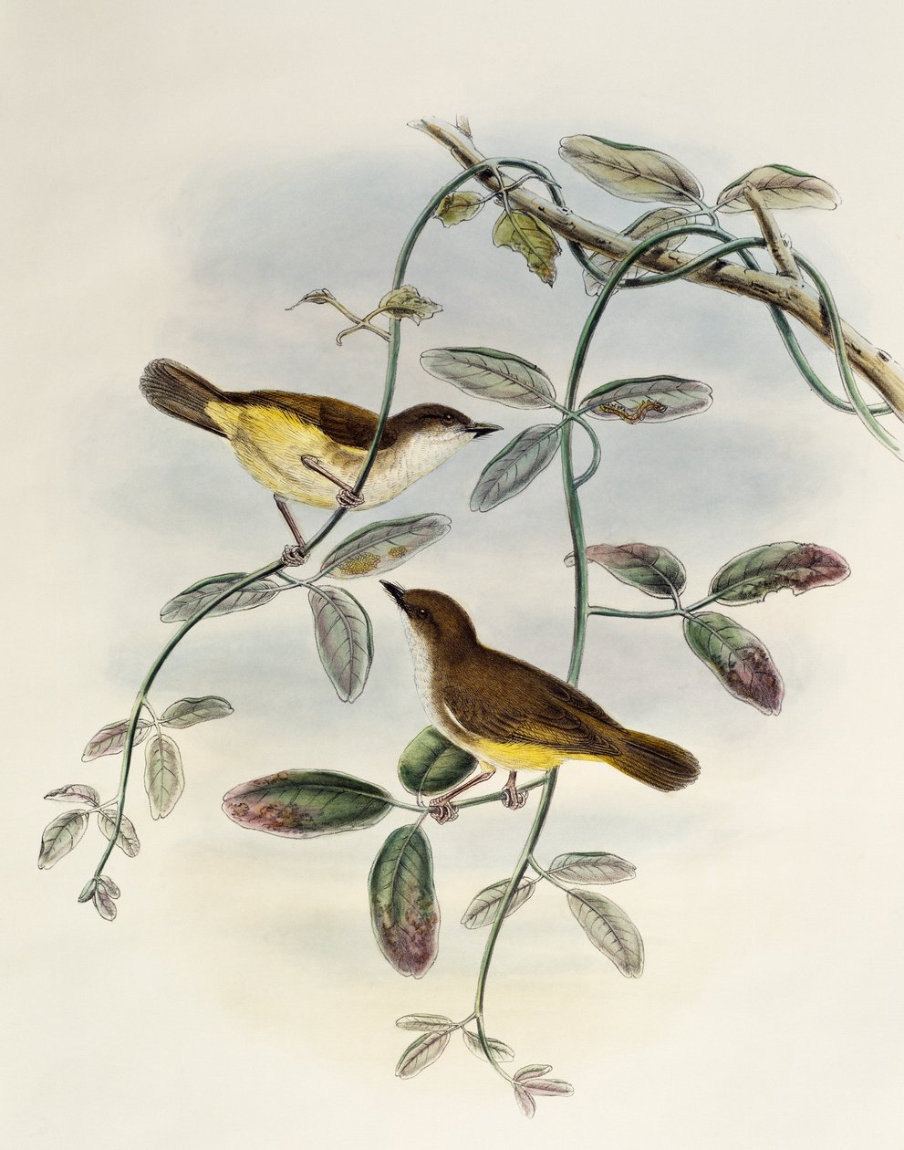 Yellow-bellied Gerygone (Gerygone chrysogaster), litografi fra Birds of Asia av William Matthew Hart