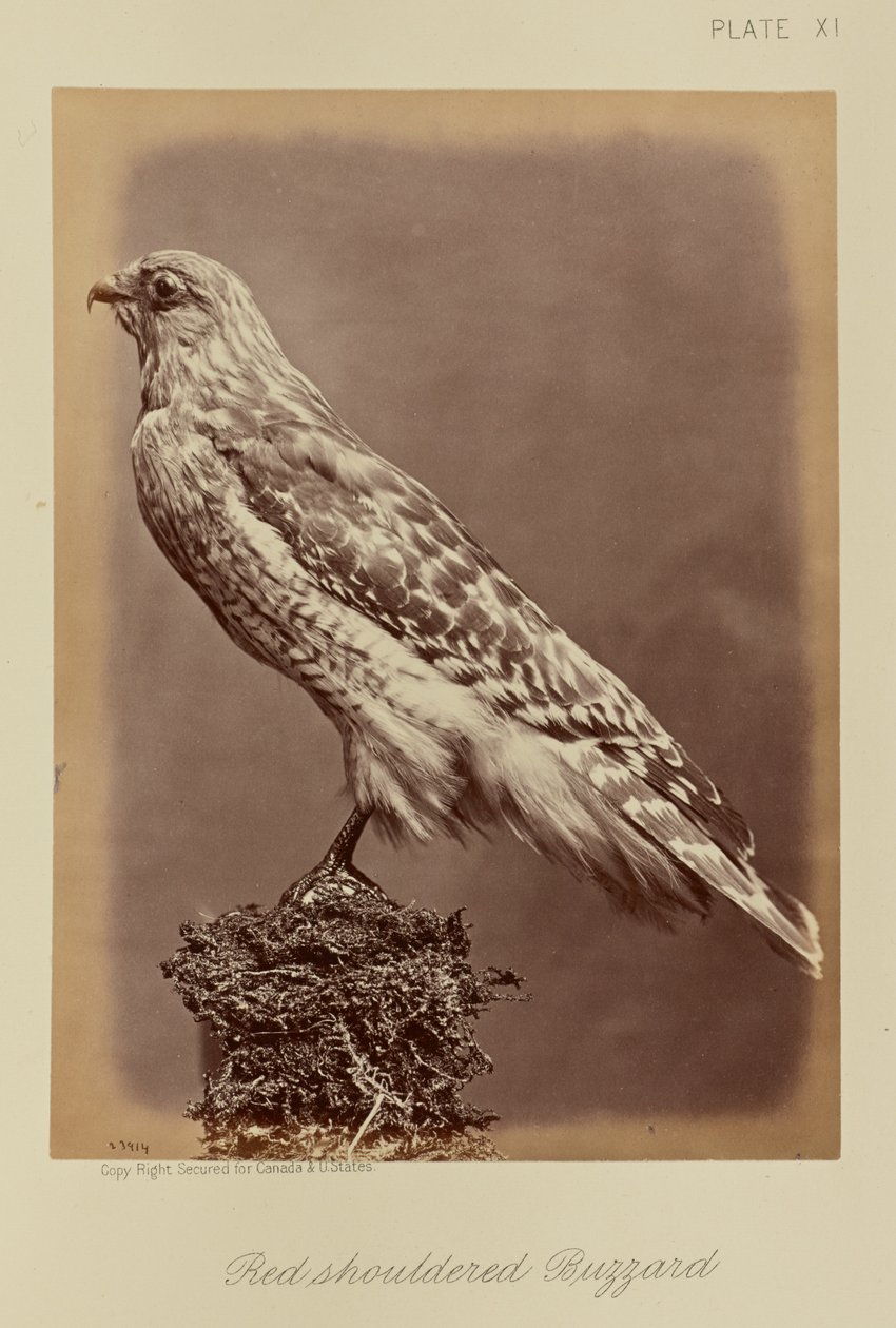  av William Notman