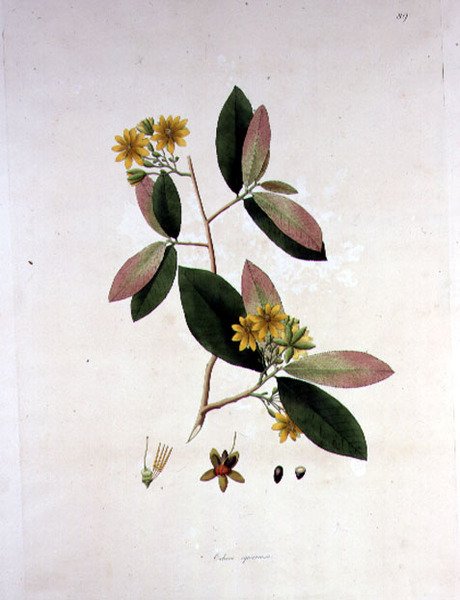 Ochna squarrosa, illustrasjon fra 