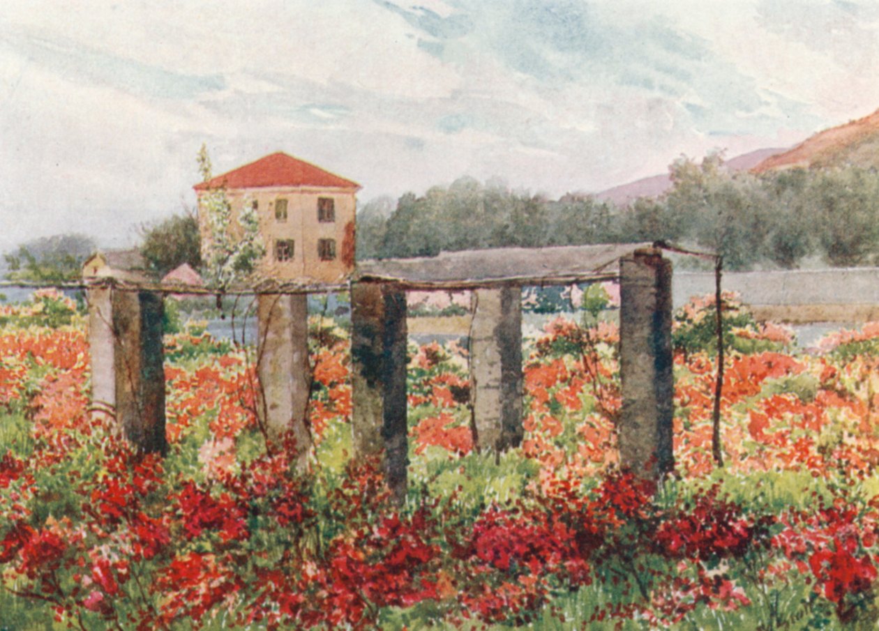 A Rose Garden, Bordighera (farge litho) av William Scott