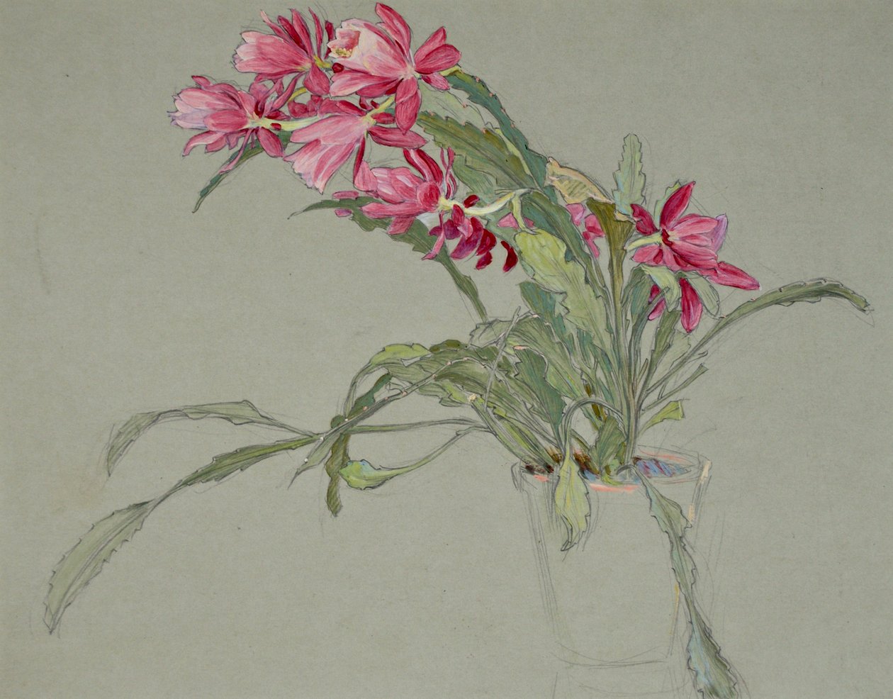 Julekaktus, ca. 1920-30 (akvarell) av William Shackleton