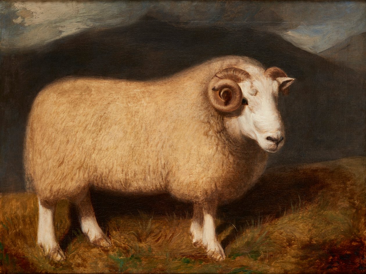 Cheviot Ram (olje på lerret) av William Shiels