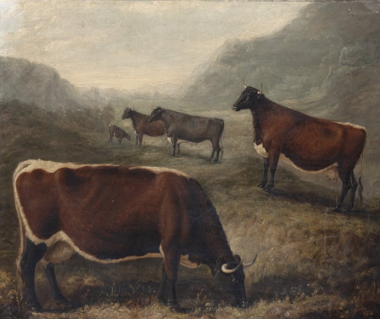  av William Shiels