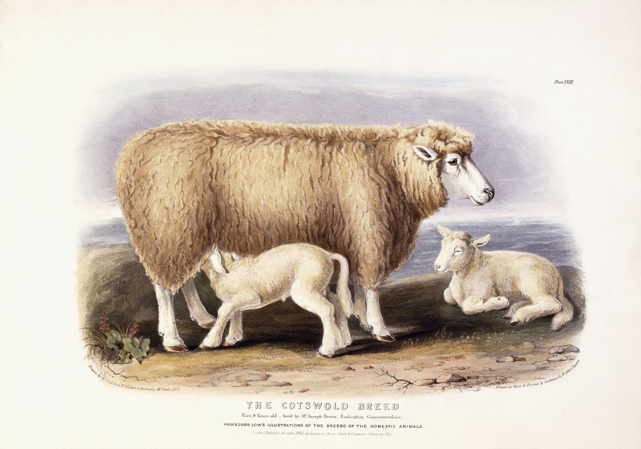 Cotswold-rasen, Ewe, 8 år gammel, 1840-1842 av William Shiels